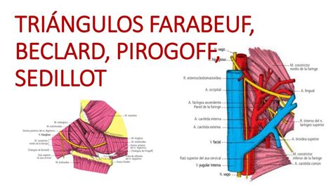 Tri Ngulos Del Cuello Tri Ngulo De Farabeuf Beclard Pirogoff Y