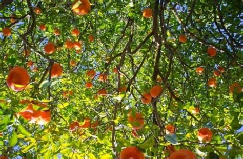 frutin gastro gel natural heartburn relief supplement frutin gastro