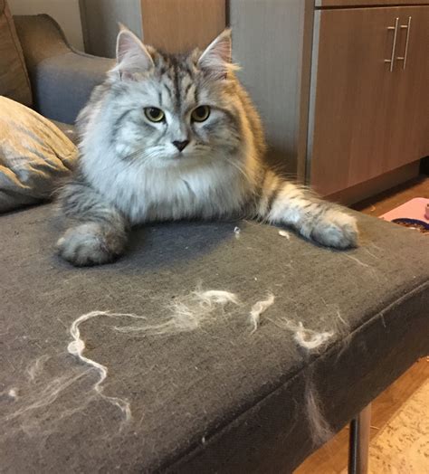 I just cleaned the cat hair off the couch so she put more back on! : r
