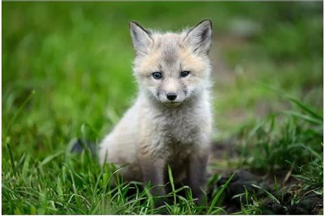 wallpaper baby fox