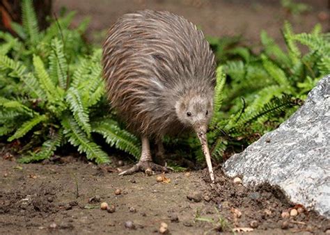 Why Are People from New Zealand Called Kiwis? | Bird, History, & Facts ...
