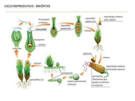 Ciclo Reprodutivo Das Briófitas - CICLO REPRODUTIVO - BRIÓFITAS | Biologia, Gimnospermas, Relações ecológicas