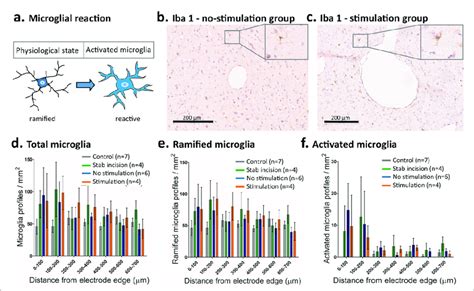 Microglial Reaction Surrounding Electrode Ramified And Reactive