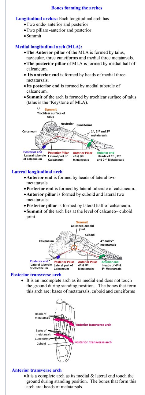 Arches of Foot – Anatomy QA