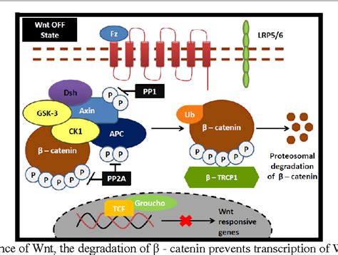 figure   role  presenilin   modulating glycogen synthase