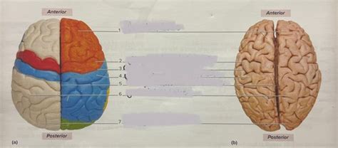 Bio Lab Final Flashcards | Quizlet