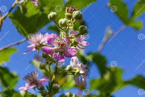 Soft Pink Blackberry Flowers And Buds In Spring Rubus Fruticosus