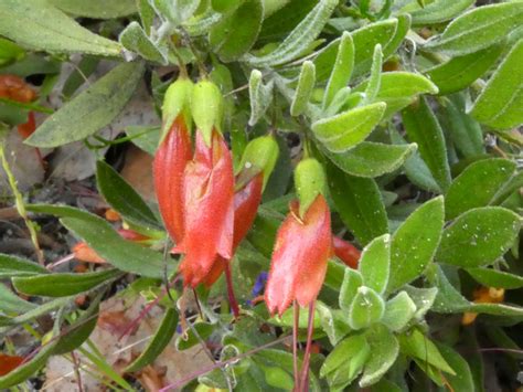 Eremophila glabra subsp. Juana - Geographe Plants