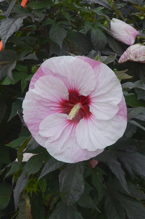 Summerific® Perfect Storm Hibiscus | Plant Addicts
