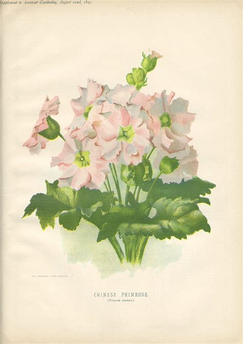 BOTANICAL PRINTS — Pageant Print Shop