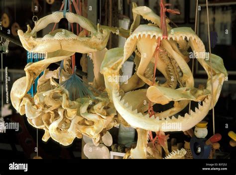 Thailand Koh Samui Island Shark Jaws And Teeth Stock Photo Alamy