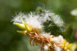 How To Grow And Care For Pussy Willow Gardeners Path