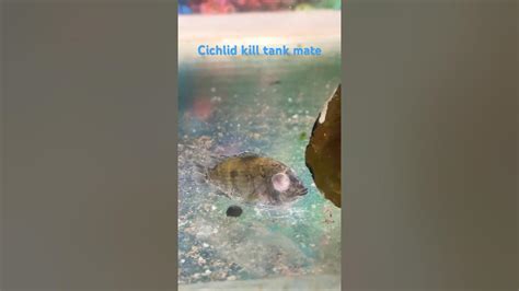 Cichlid Kill Their Tank Mate Youtube