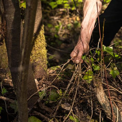 Removing English Ivy to Make Way for Indigenous Plants