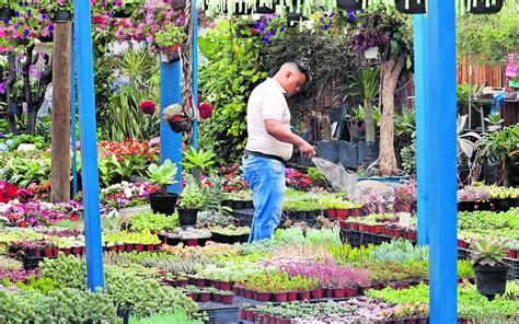 Mercado De Plantas Y Flores De Cuemanco La Flora Que Embellece Y Da