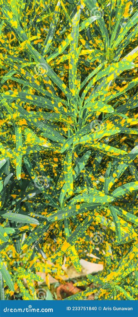 Very Beautiful Puring Plant Stock Photo - Image of green, plant: 233751840