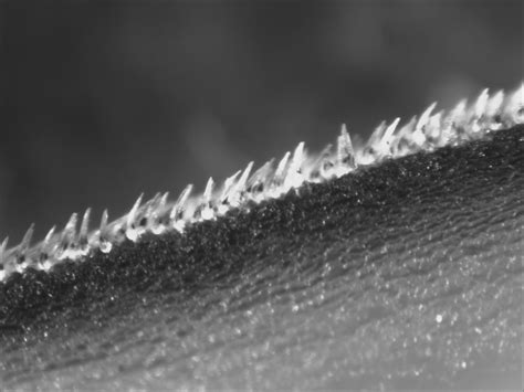 How mako sharks can swim as fast as 80 miles per hour • Earth.com