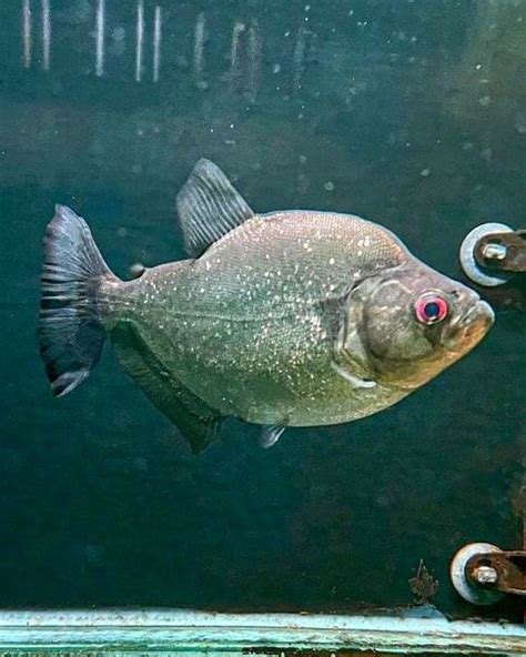 12 Types of Piranhas for Your Aquarium