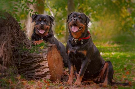 loyal  protective dog breeds   family tededercom
