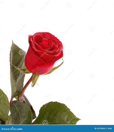 Scarlet rose stock photo. Image of charming, foliage, contours - 4570450