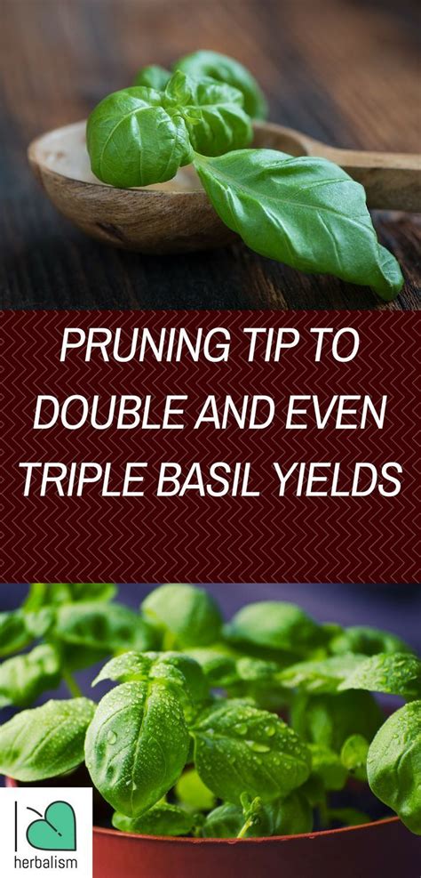 Pruning basil regularly will increase production and and help grow a bushy plant…