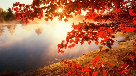 Automne Feuilles Rouges Des Arbres Décran Hd Forêt 20 1920x1080