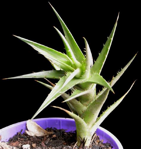 Bromeliads in Australia - lorentziana abstrusa