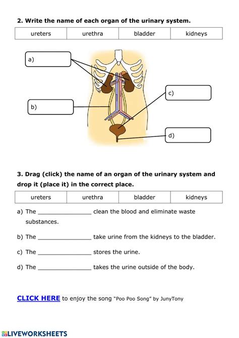 Urinary System Diagram Worksheet