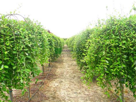 Goat Willow French Pussy Willow Pendula Salix Caprea Pendula Salicaceae Sms Marmara Group