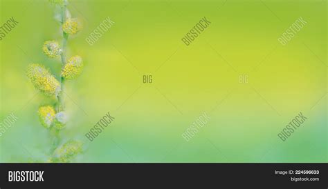 Pussy Willows Branches Image Photo Free Trial Bigstock