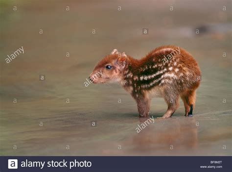 Paca Animal Stock Photos & Paca Animal Stock Images - Alamy