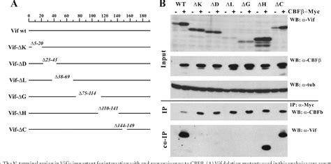 Figure 4 From CBF Cid 2 Enhances De Novo Protein Biosynthesis Of Its