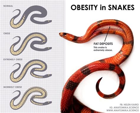 Мыши, голодные крысы и жирные змеи - полезная информация от T-RexFood ...