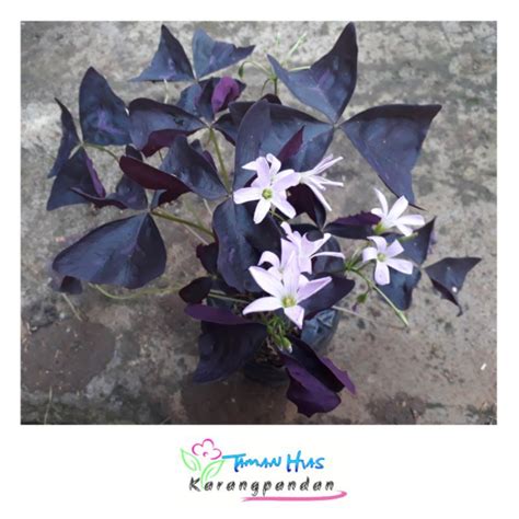 Jual Oxalis Triangularis Bunga Kupu Kupu Ungu Okalis Tanaman Hias