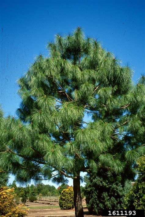 smoothbark mexican pine (Pinus pseudostrobus)