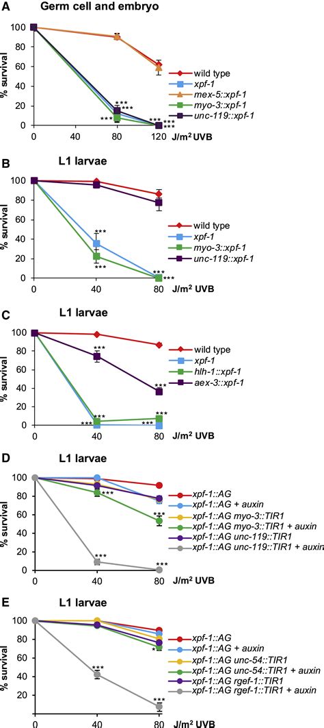 Tissue Specific Dna Repair Activity Of Ercc Xpf Cell Reports