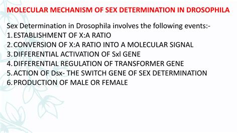 Sex Determination In Drosophila Human Pptx