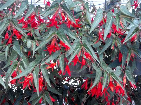 Bonfire Begonias Looking Good – Parks Brothers Farm, Inc