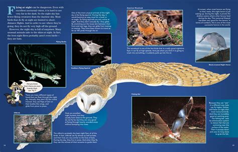 Flying in the Dark - NWF | Ranger Rick