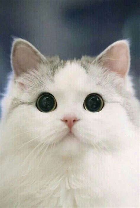 Pin by FelineLiving - Cat Care & Heal on Cute Cat Wallpapers | Cute