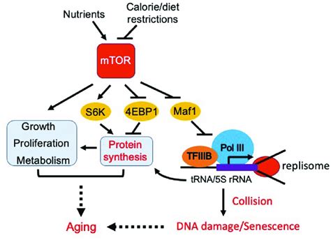 Inhibition Of Torc1 Extends Lifespan Via Activation Of Maf1 And Download Scientific Diagram