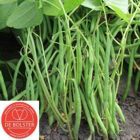 Organic Dwarf French Bean Faraday Over 175 Different Organic Seeds On