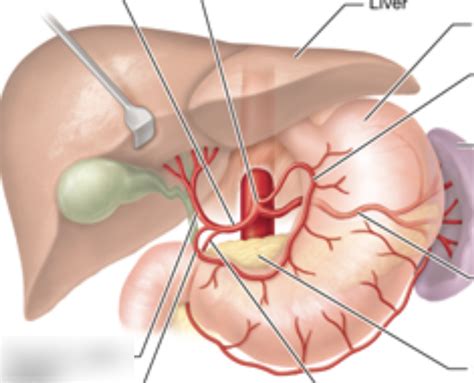 Arteries That Supply The Celiac Trunk Diagram Quizlet