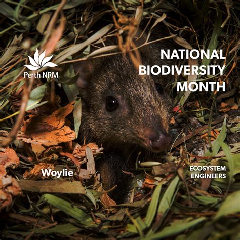 National Biodiversity Month Woylies • Perth Nrm