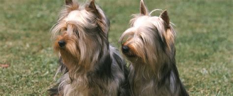 Australian Silky Terrier vs. Yorkie: What’s the Difference ...
