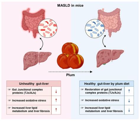 Protective Effects of Plum on Liver and Gut Injury in Metabolic ...