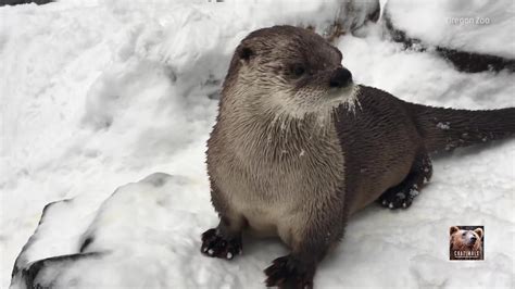 Sea Otters Frolic in Snow at Oregon Zoo | The Weather Channel