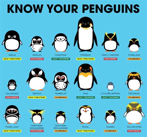List Of Penguin Species – Animal On Planet