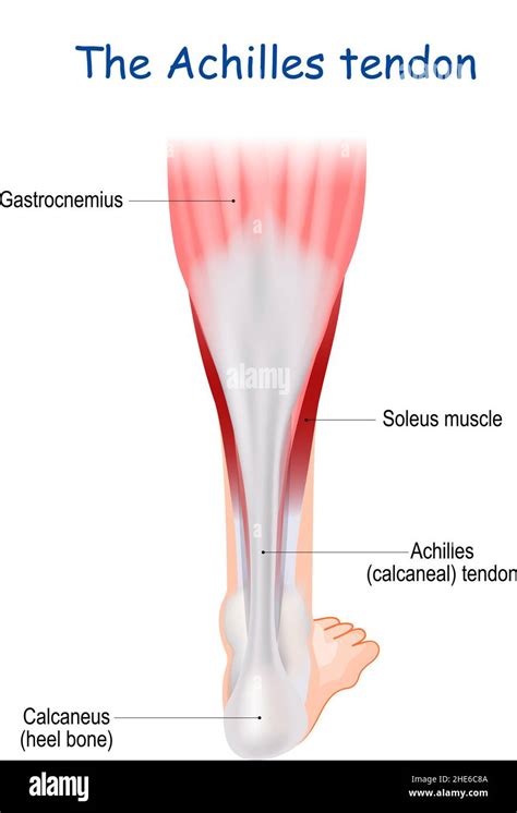 soleus calf muscle  scott cahill blog