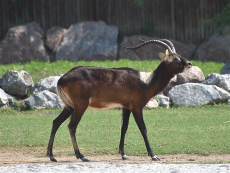 Kobus Megaceros Nile Lechwe In Parco Natura Viva